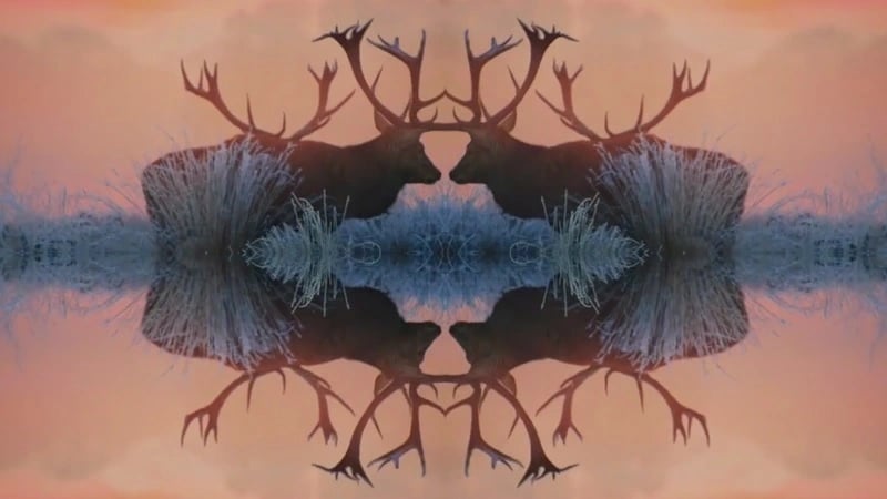 Reindeer