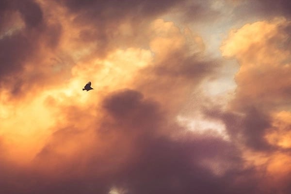 The bird in the sky