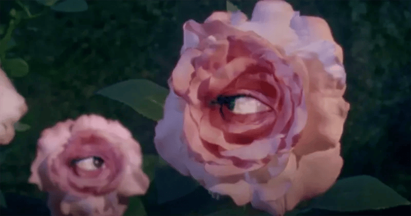 Flowers with eyes in the center, showing an example of stop motion in branding