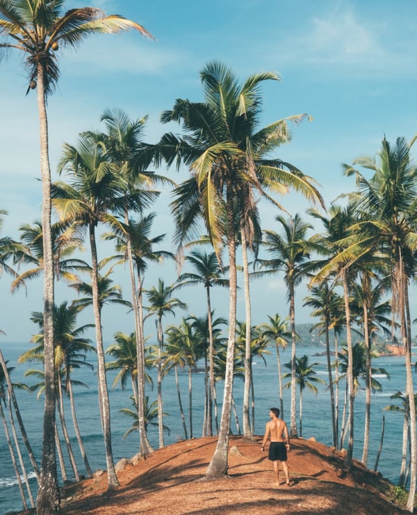 palm-trees